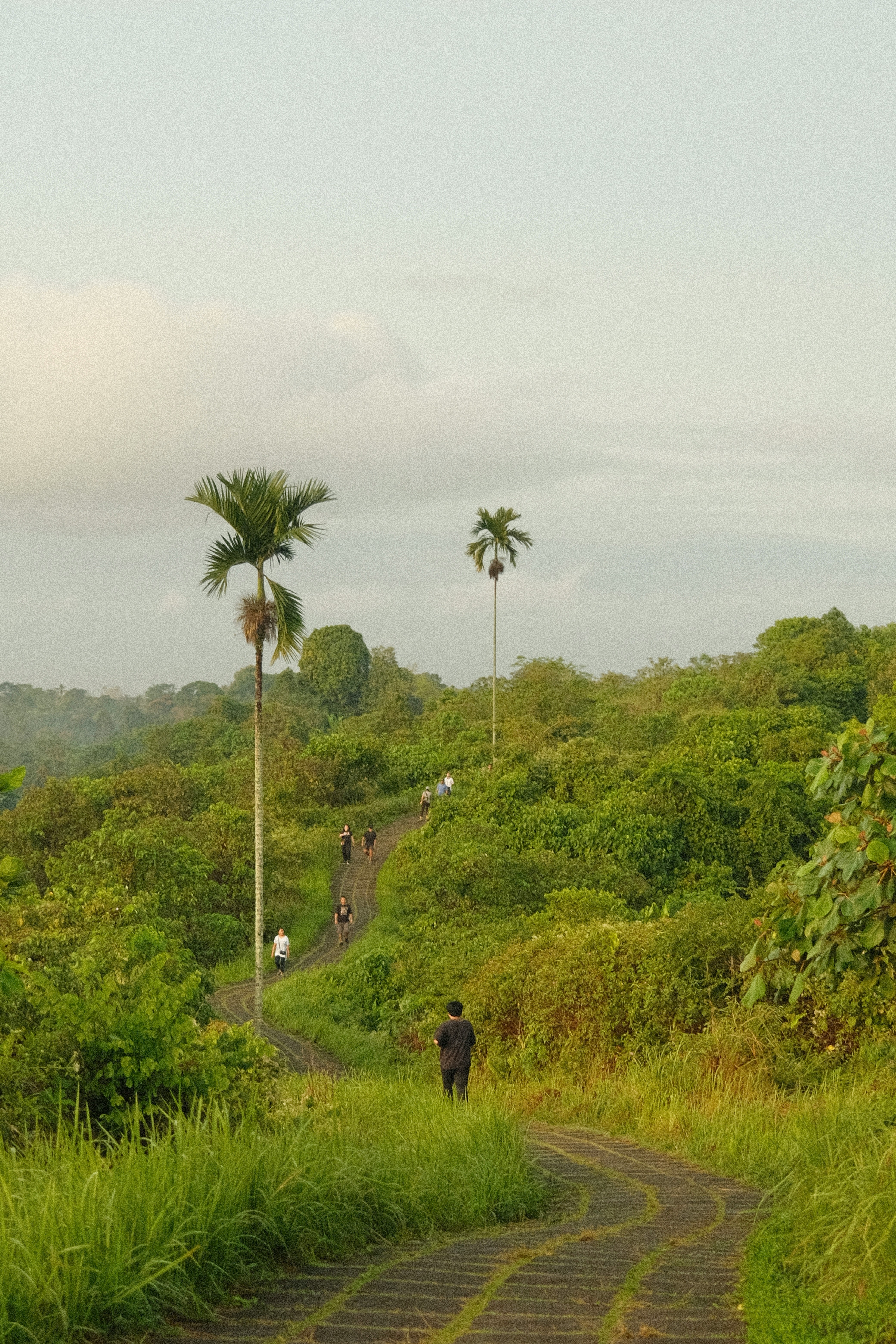 pemandangan jalur pendakian gunung